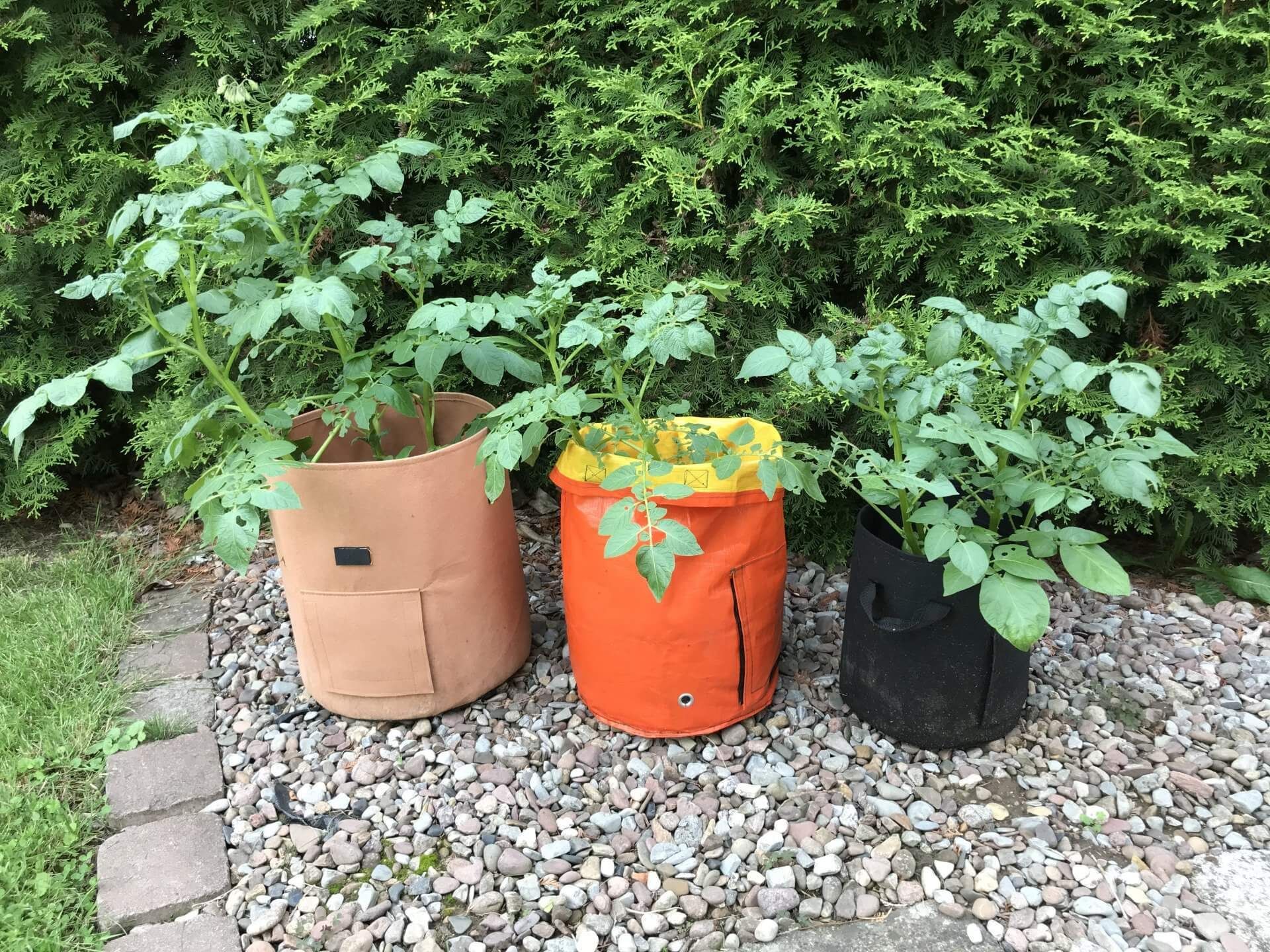 Kartoffeln im Sack anbauen Erfahrung Pflanzsack Kartoffeln im Sack anbauen Erfahrung Pflanzsack