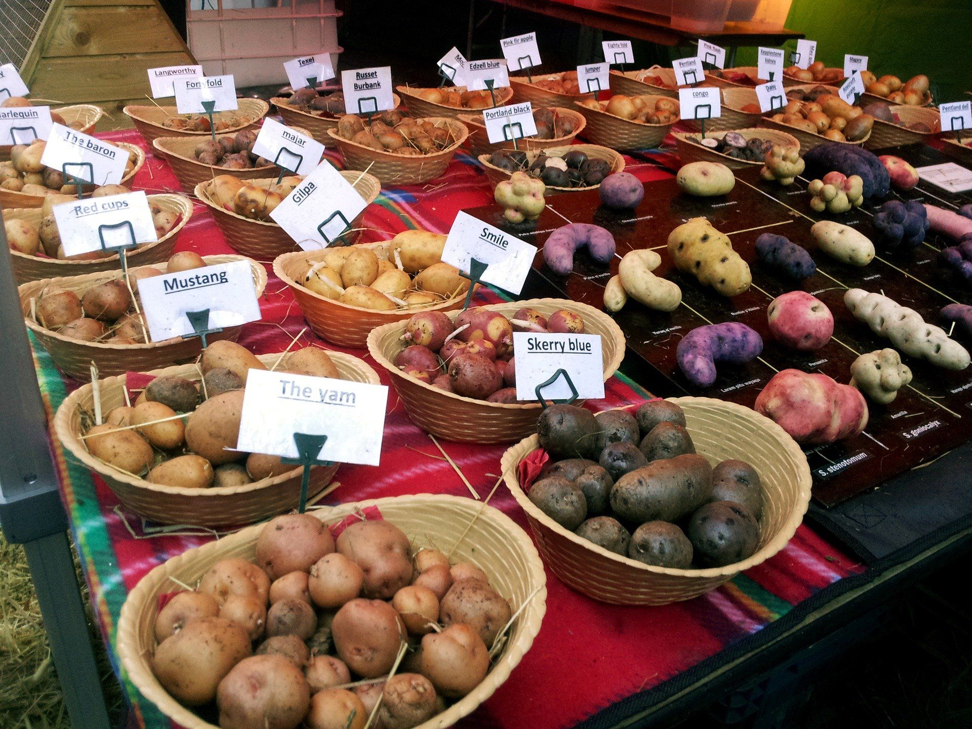Lagerfähige Kartoffelsorten Eigenschaften Lagerfähige Kartoffelsorten Eigenschaften