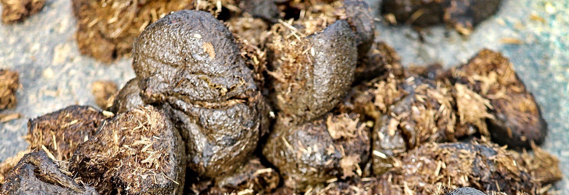 Natürlicher Dünger Pferdemist Natürlicher Dünger Pferdemist