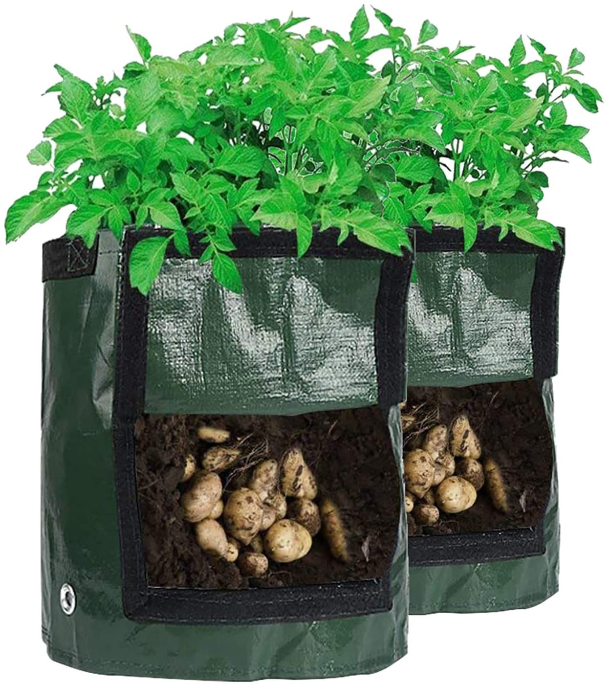 Kartoffeln im Sack anbauen Erfahrung Pflanzsack