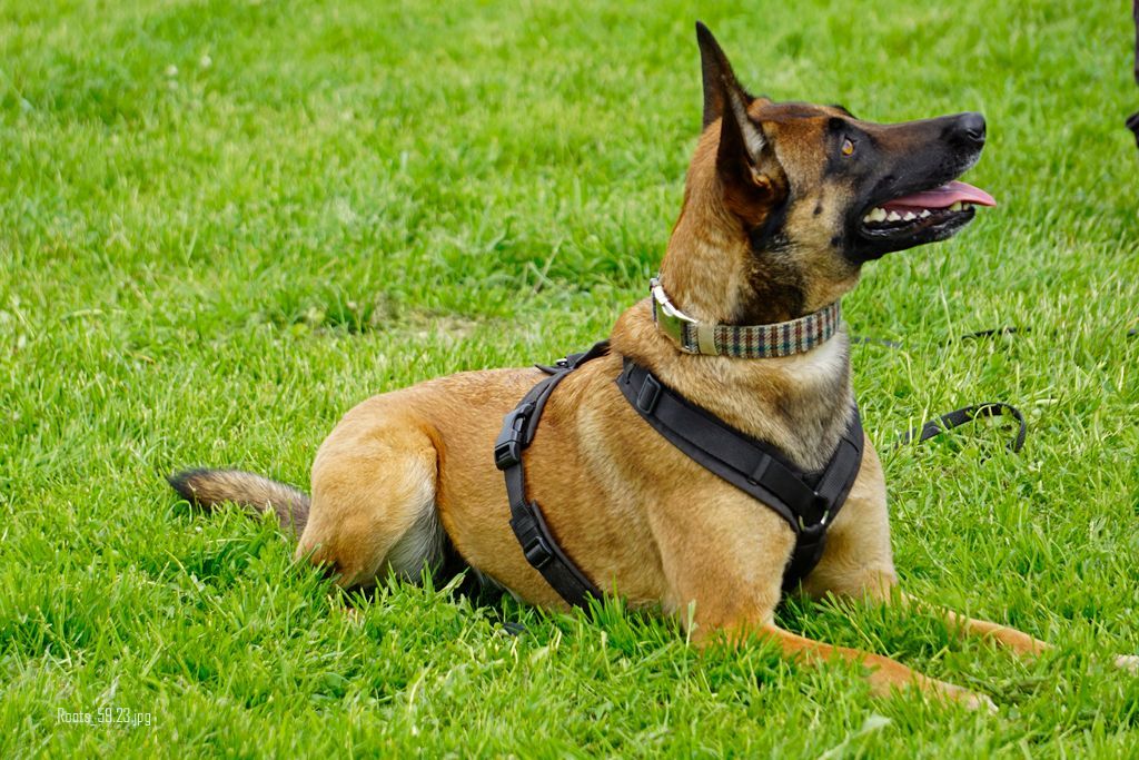 andere Hunde auch alle Hunde sind willkommen