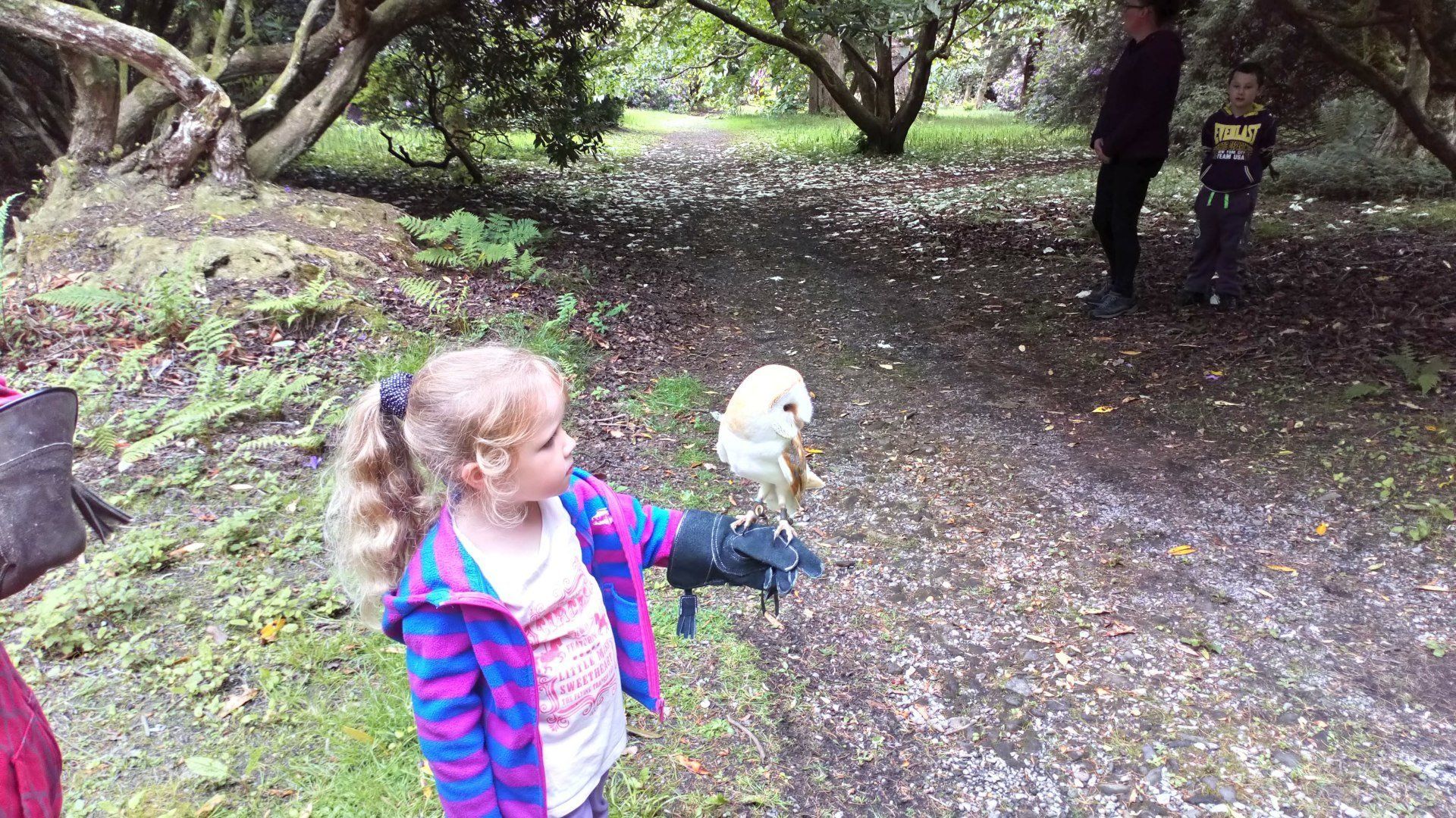 British bird of prey the barn owl, experiences for all age groups at Carmarthenshire Falconry