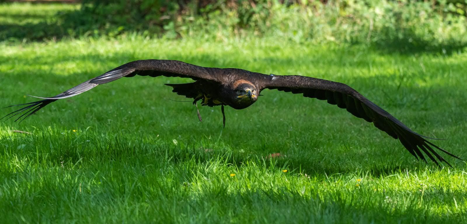 Steppe eagle at Carmarthenshire Falconry