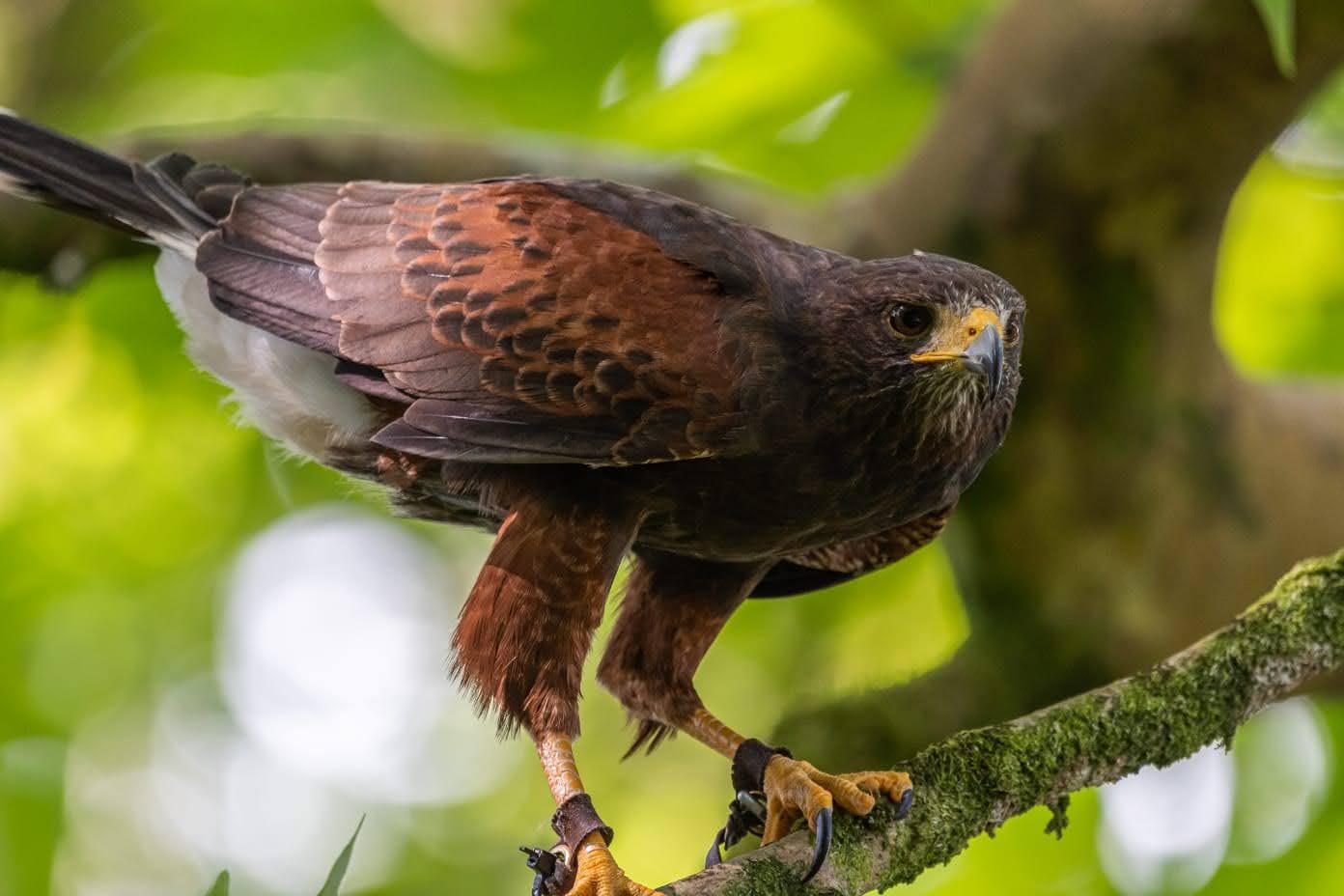 harris hawk at Carmarthenshire Falconry
