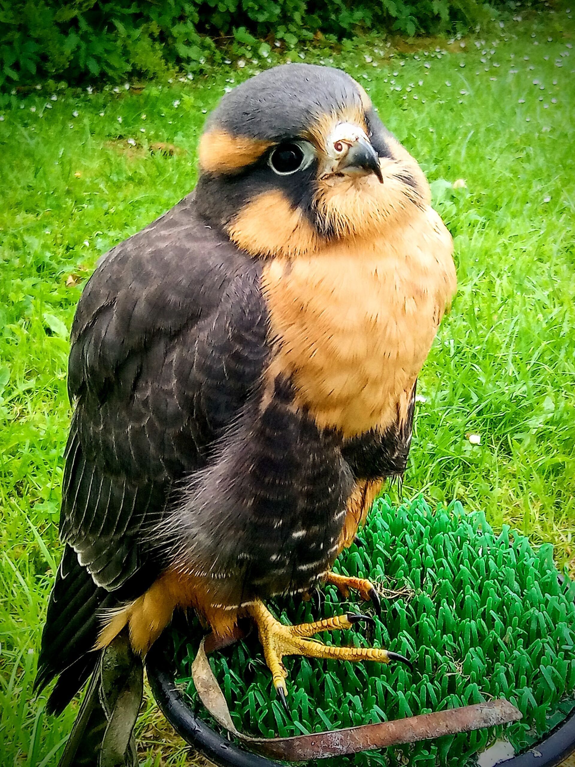 Aplomado Falcon at Carmarthenshire Falconry