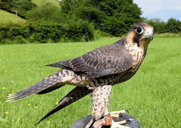 The British bird of prey with Carmarthenshire Falconry at Gelli Aur Country Park and Golden Grove in Carmarthen/Pembrokeshire. Falconry experience