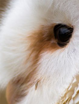 Carmarthenshire Falconry Steller's Sea-Eagle Fundraising project