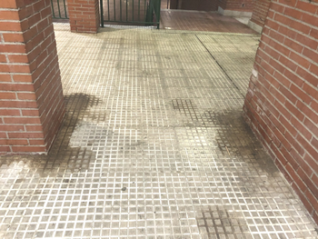 Orines Perros