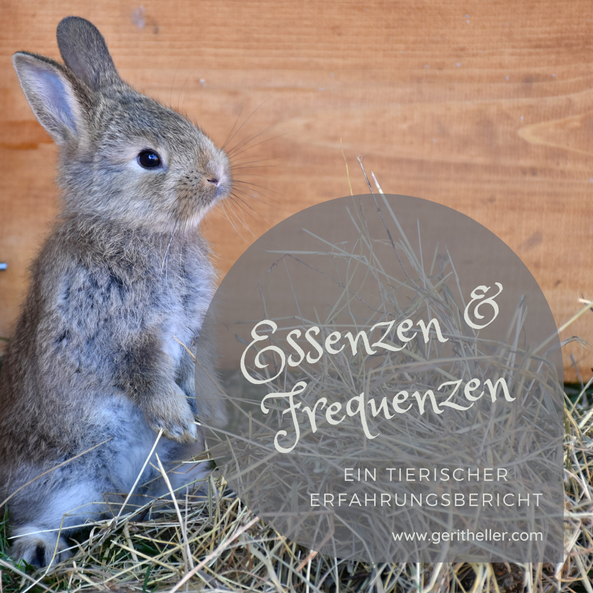 Essenzen, Frequenzen, Tiere, Erfahrungsbericht Healy, PocketVibes, Healy bei Tieren, Gerit Heller