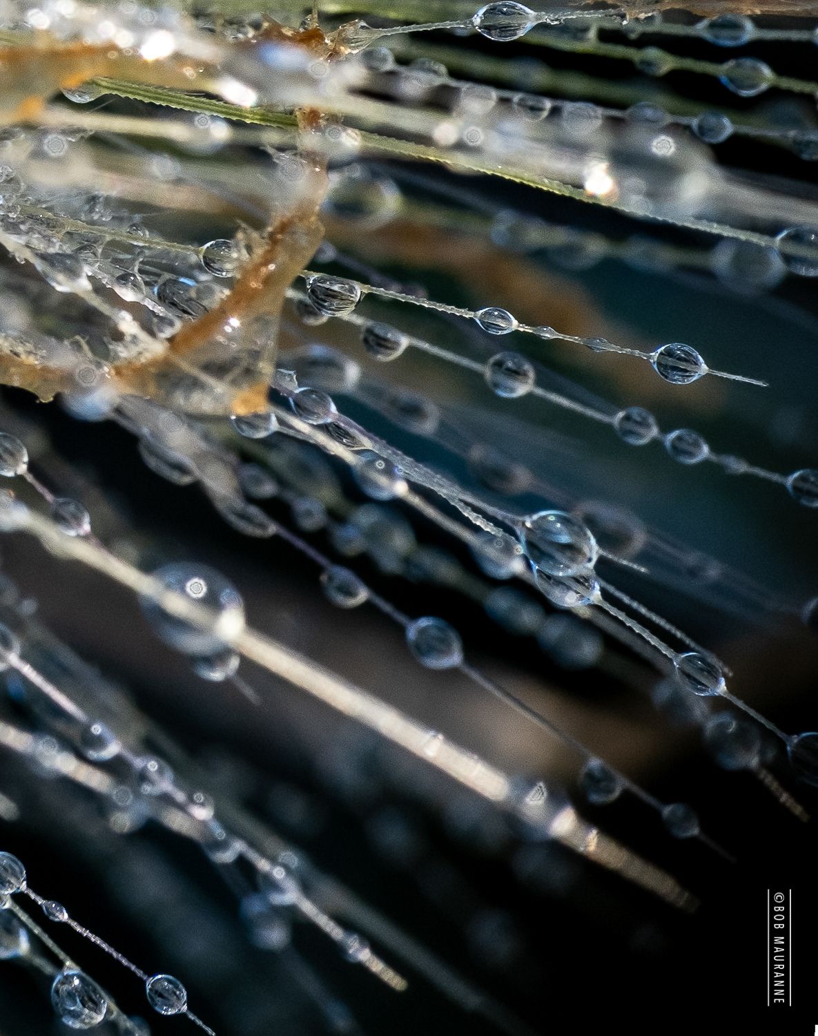 Photographie de macro de végétaux avec la rosée du matin.