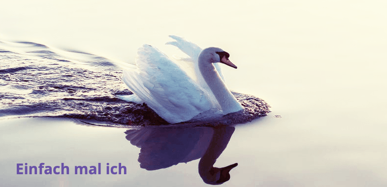 Schwan im Wasser