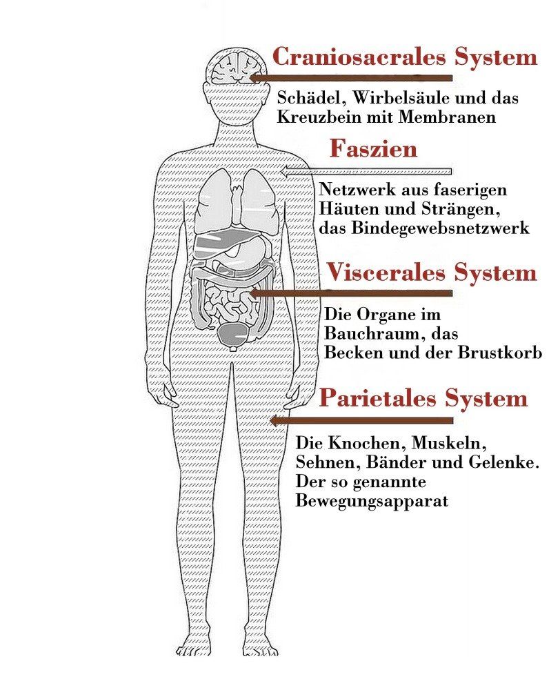 Grafik Körper mit Bezeichnung der vier Säulen der Osteopathie