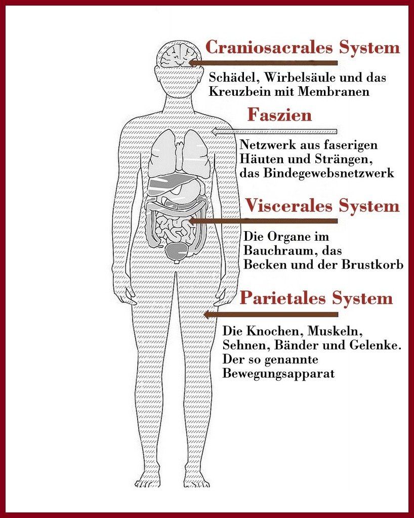 Grafik Körper mit Bezeichnung der vier Säulen der Osteopathie