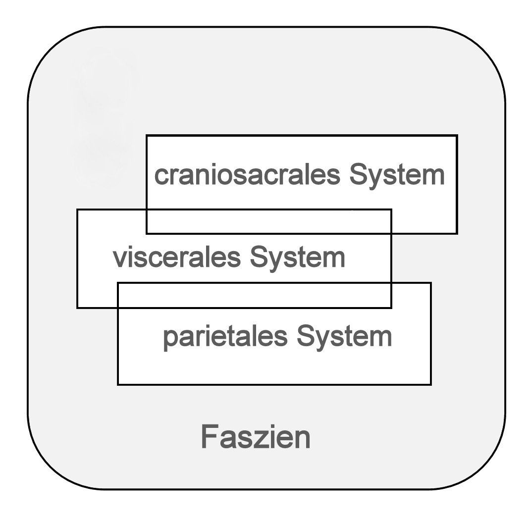 Grafik von den vier Säulen der Osteopathie