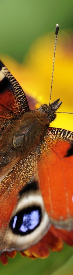 Nachhaltigkeit - Energieeffizienz und Ressourcenschonend - die greenmissionhotels beschreiten neue Wege in eine grünere Zukunft - Blick auf den Ödensee im steirischen Salzkammergut Nachhaltigkeit - Energieeffizienz und Ressourcenschonend - die greenmissionhotels beschreiten neue Wege in eine grünere Zukunft