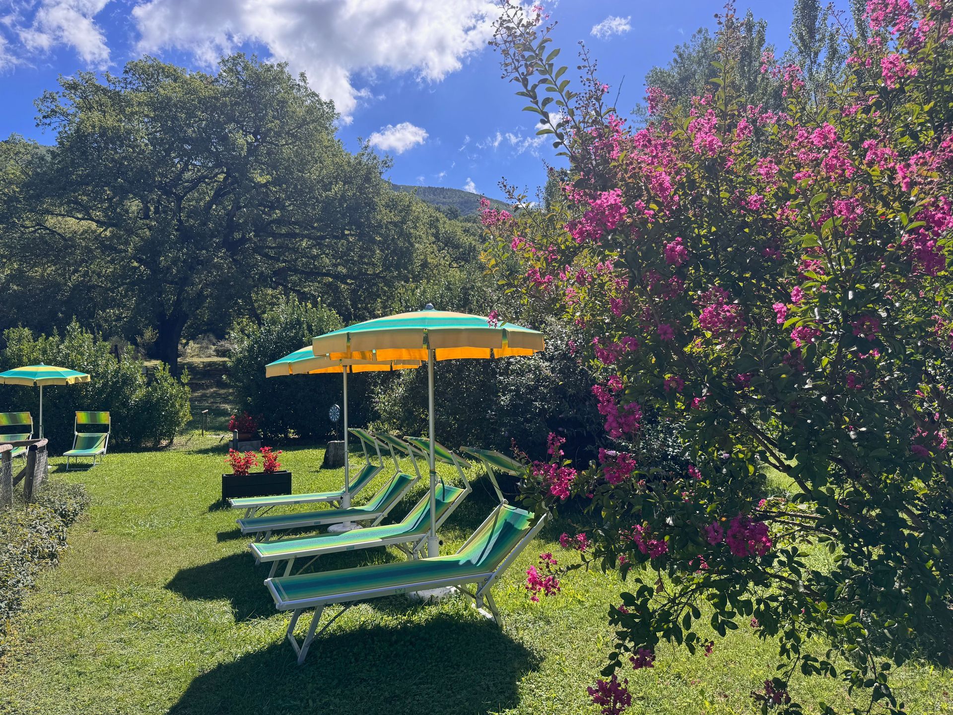 Sdraie e ombrelloni in un prato