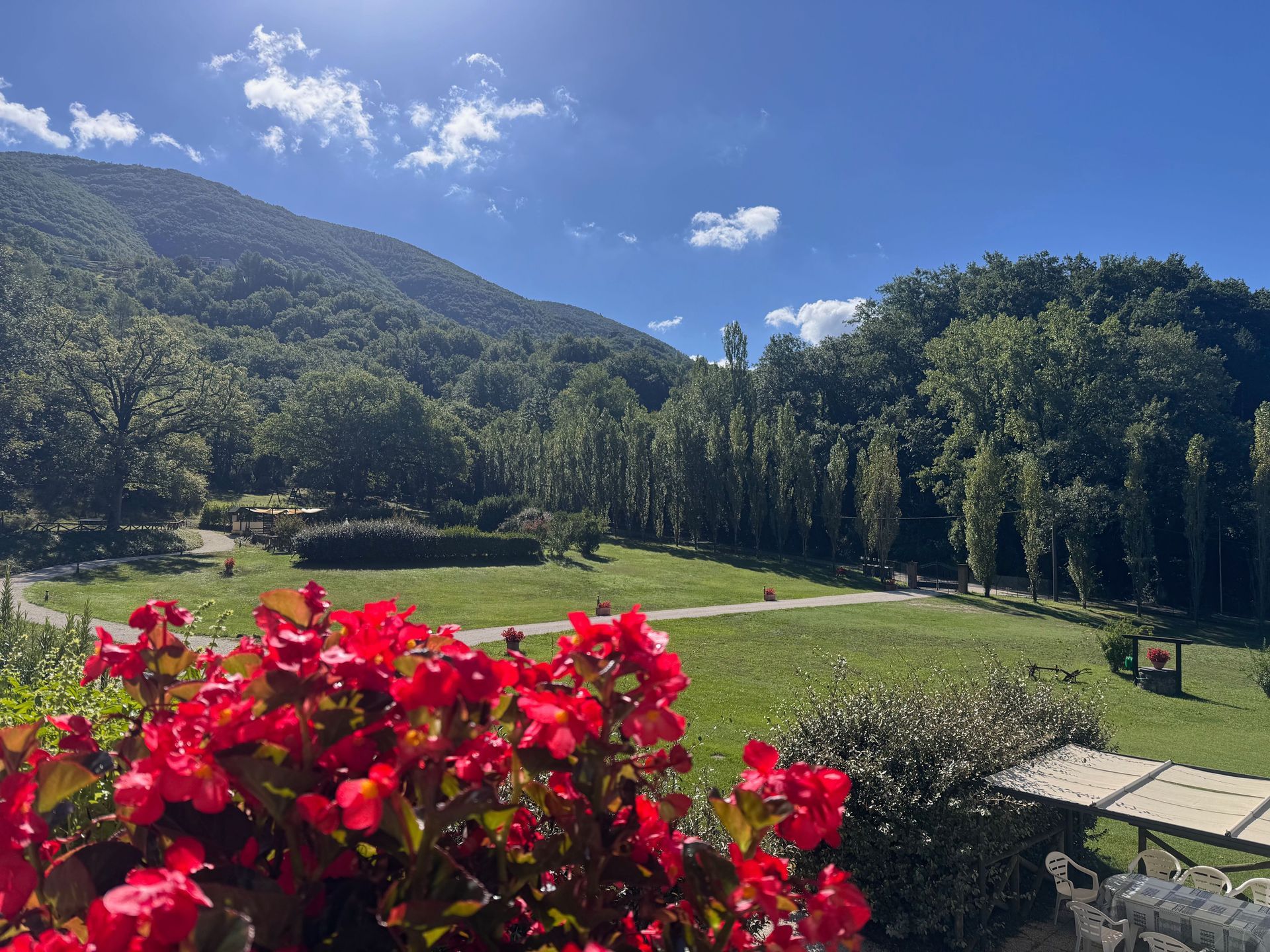 Collina con fiori rossi in primo piano