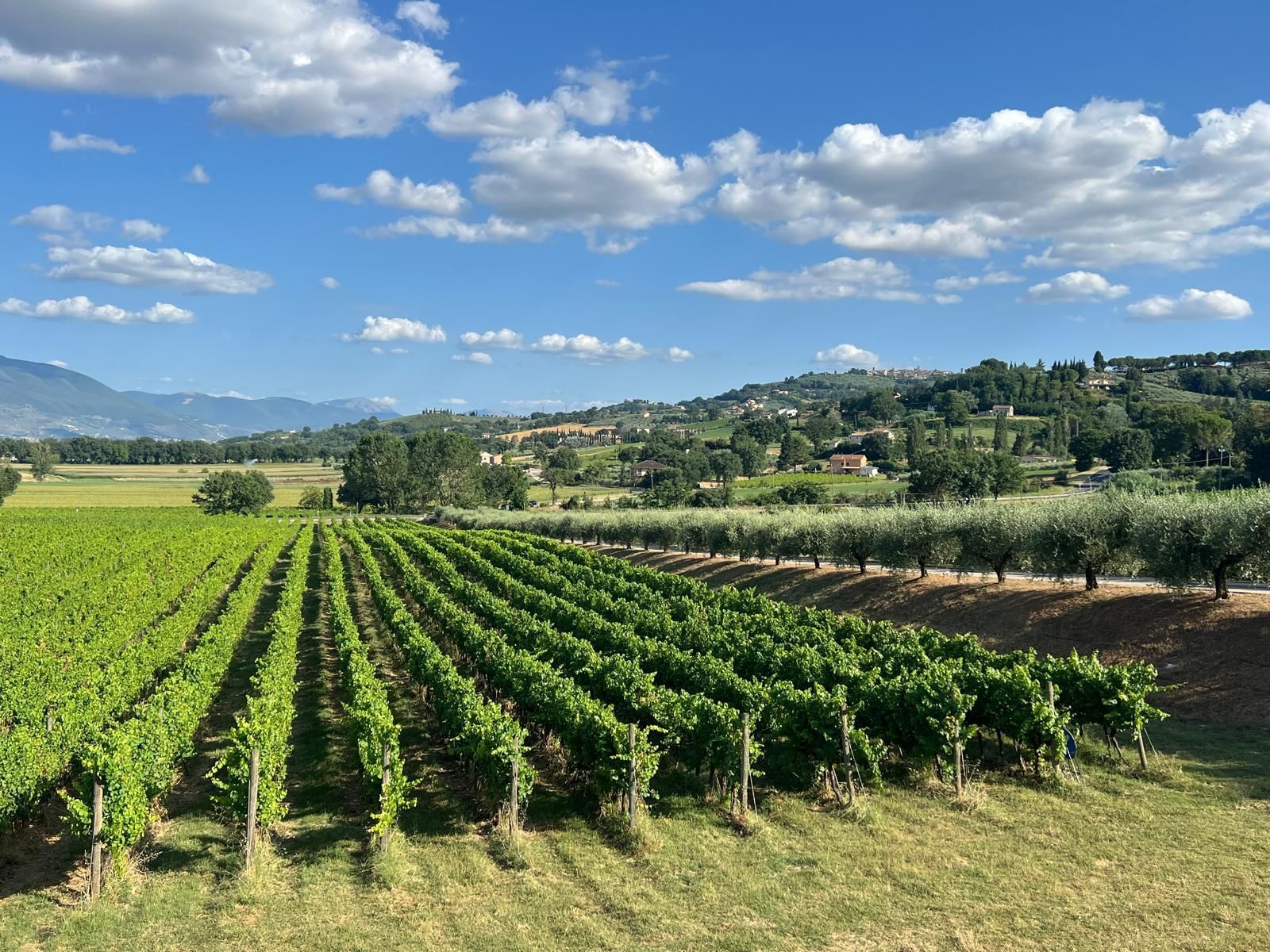 Vigneti Montefalco