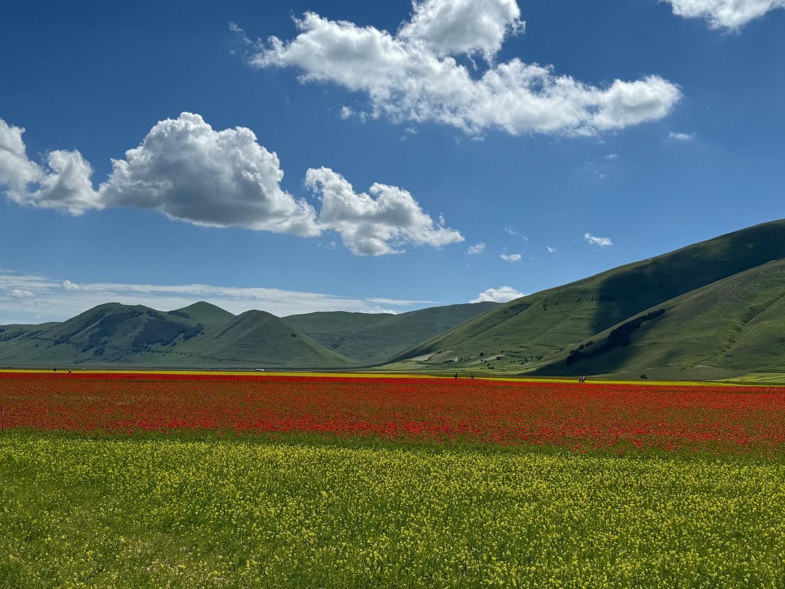 Prato a Castelluccio di Norcia