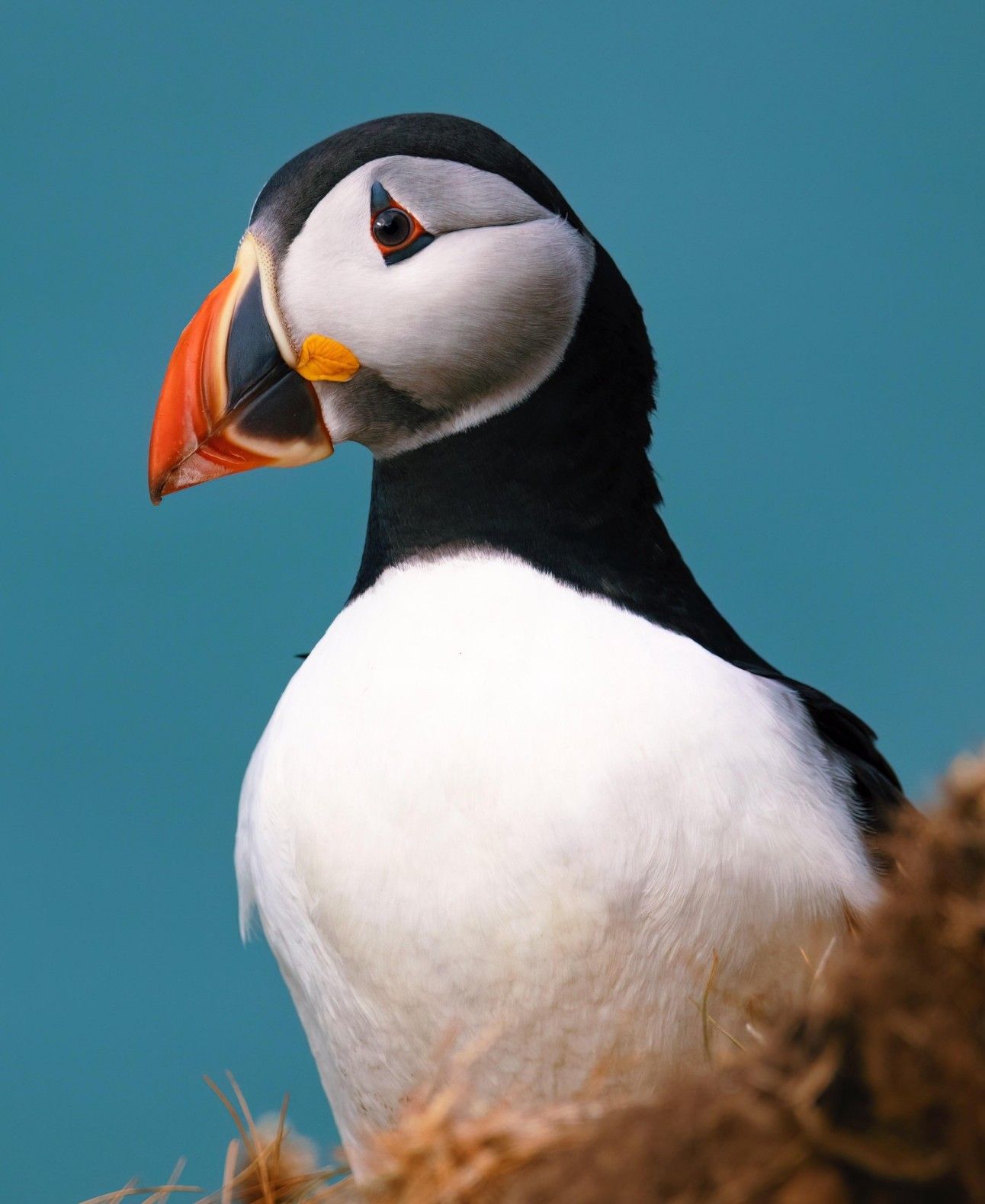 KernSong Learn all about the Puffins here and hear Ken Newlove's song about The Puffins Up On The Cliff which is all about this endangered species