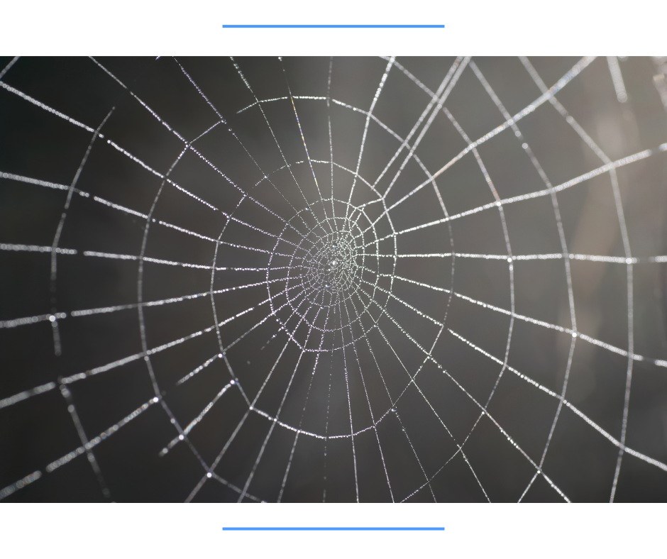 How do I stop spiders coming into my home? How do I stop spiders coming into my home?