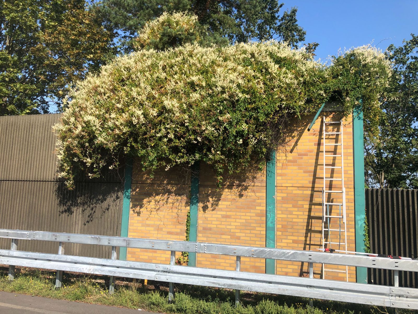 Ein Gebüsch das entfernt wird