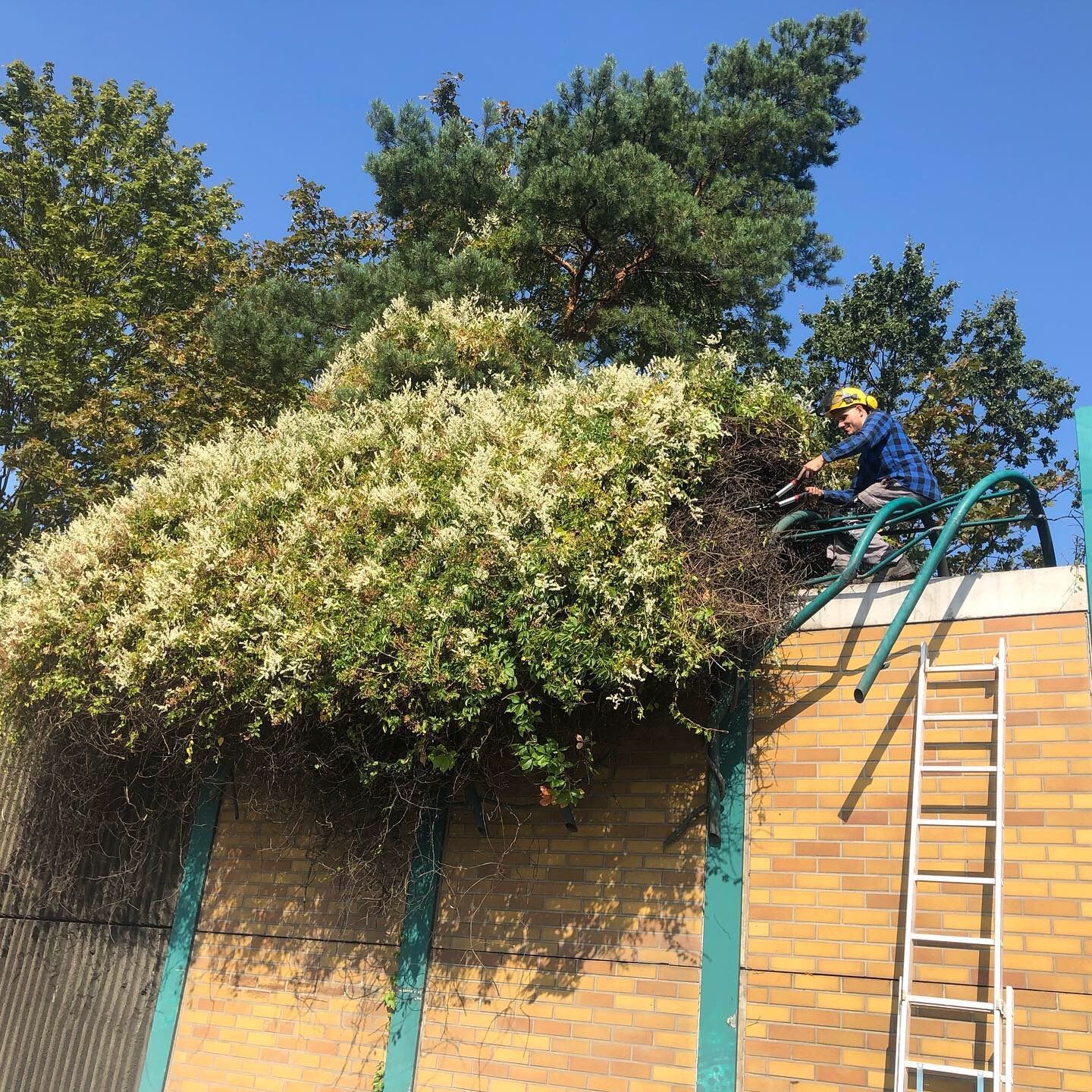 Ein Gebüsch das entfernt wird