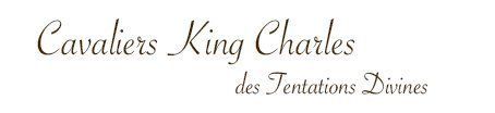 Cavaliers King Charles des Tentations Divines