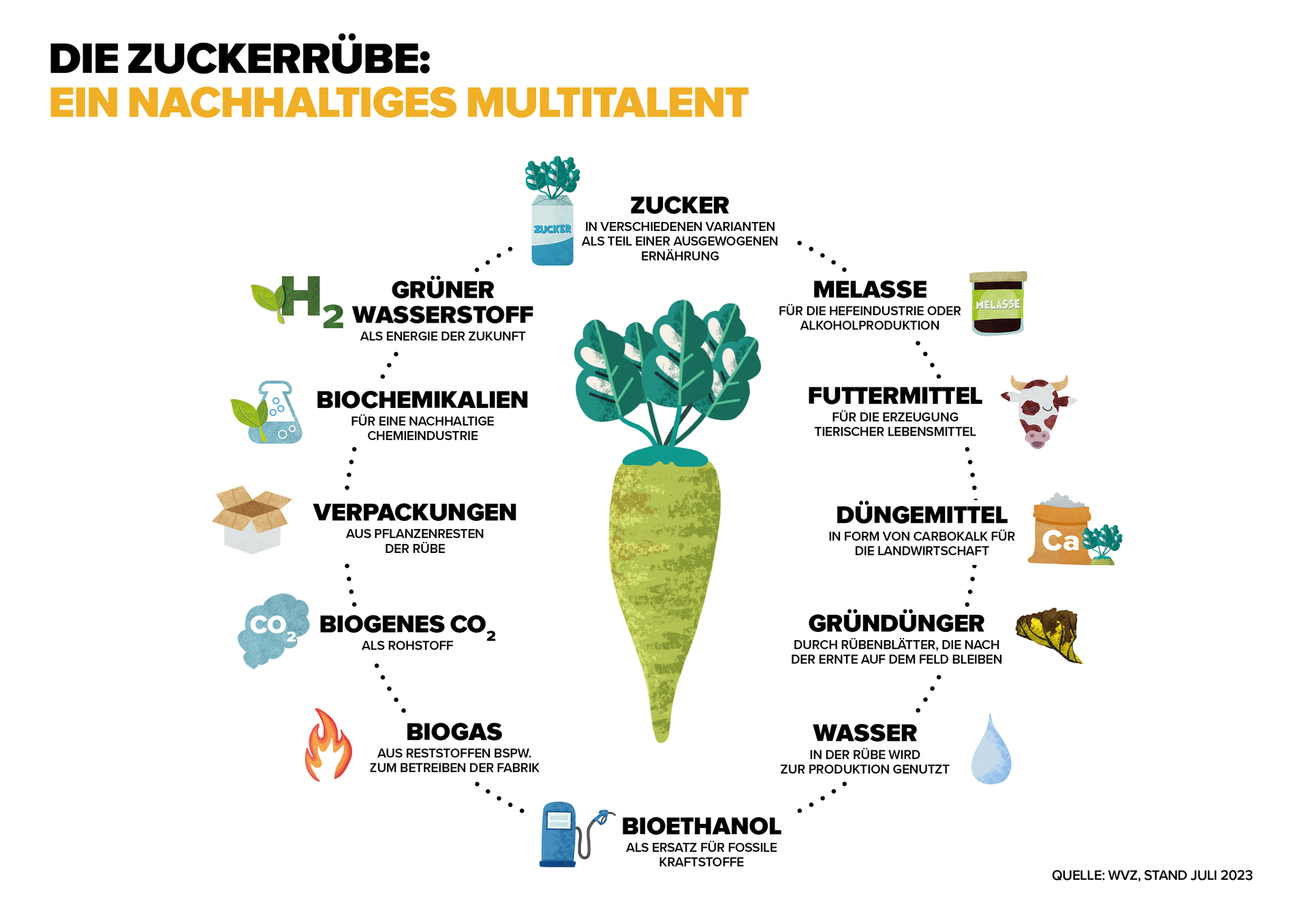 Grafik Zuckerrübe der Verbände der Zuckerindustrie, 2023 Grafik Zuckerrübe der Verbände der Zuckerindustrie