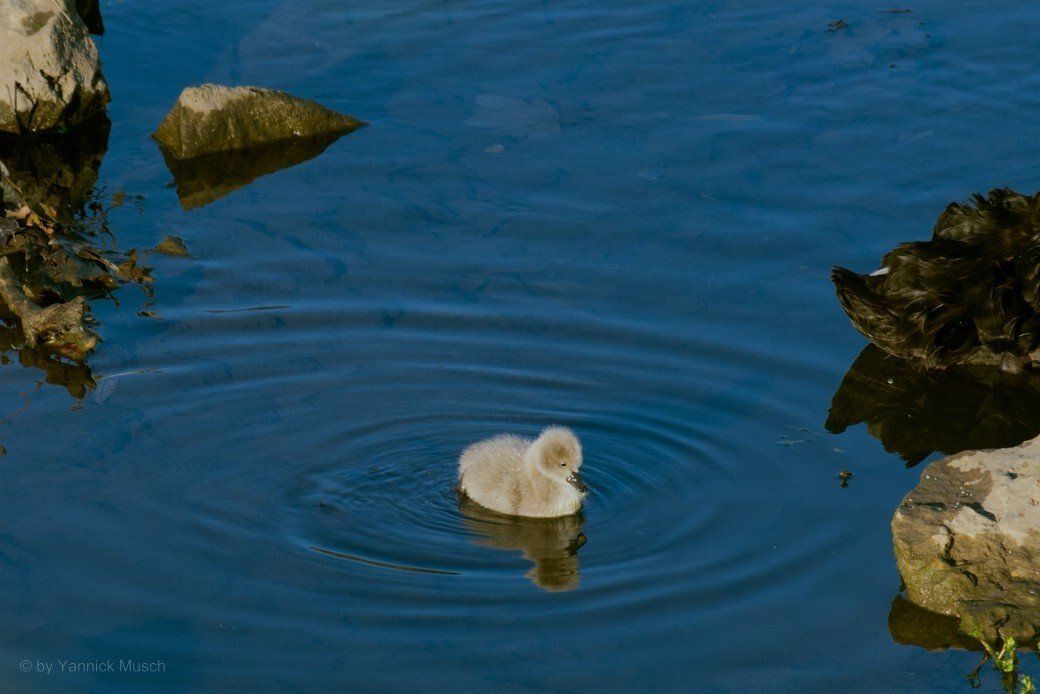 Schwanenküken, Ende November 2020 Schwanenküken, Ende November 2020