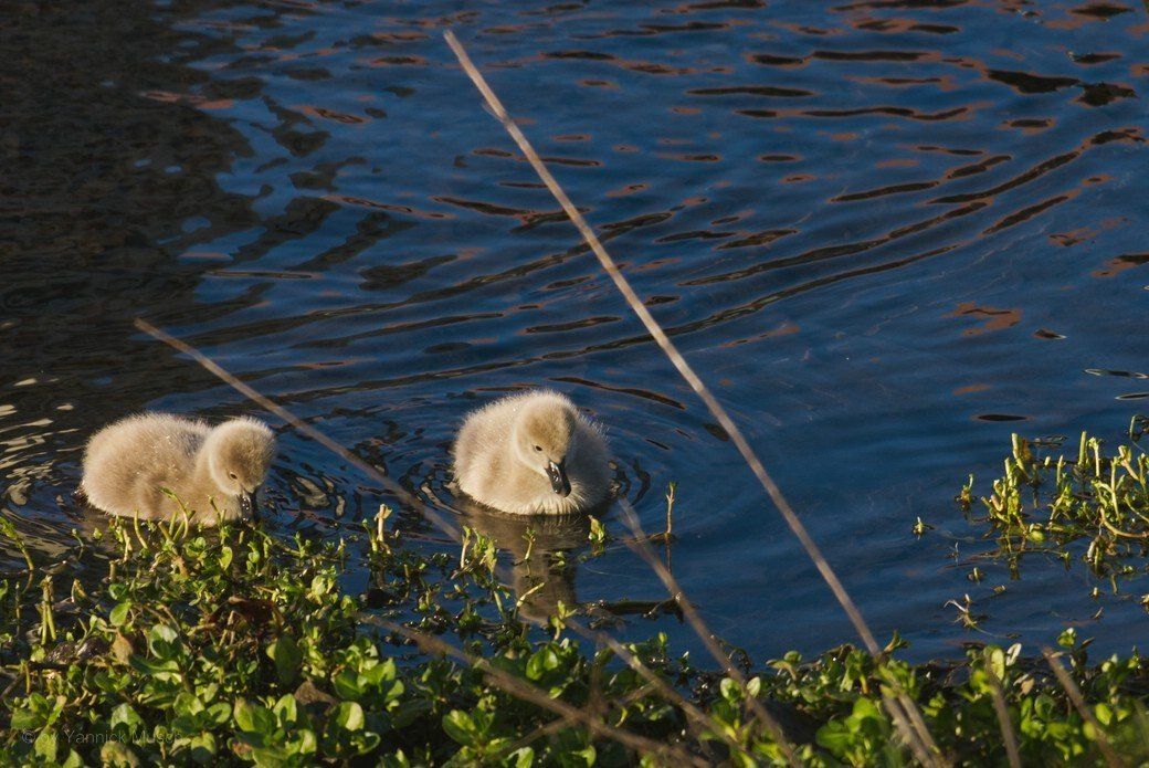 Schwanenküken, Ende November 2020 Schwanenküken, Ende November 2020