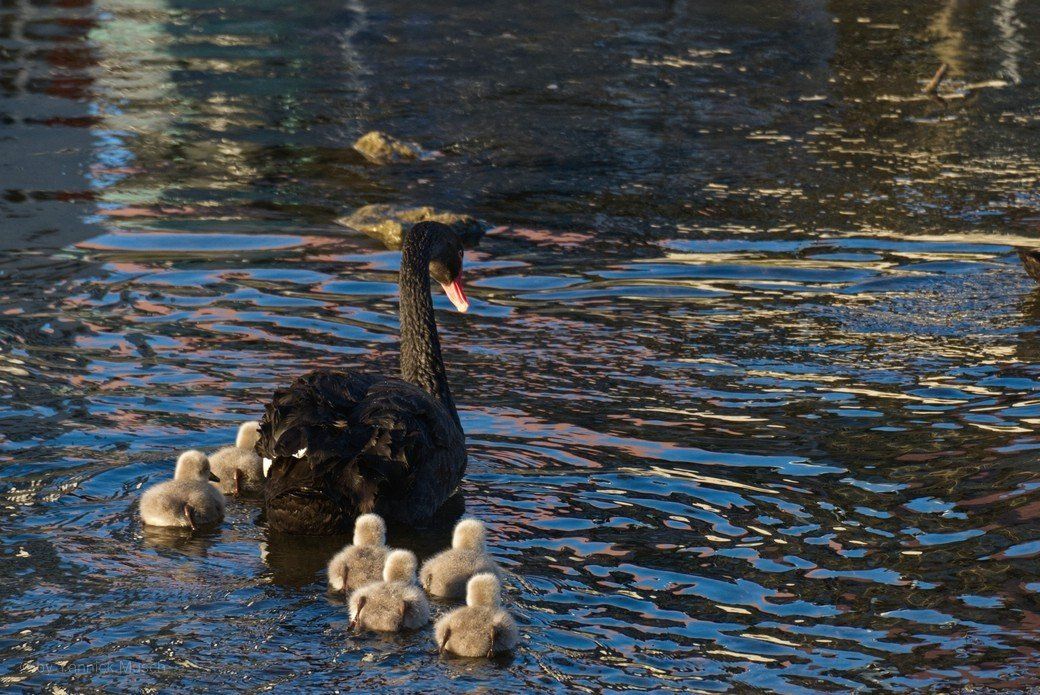 Yannicks Beitrag - Familie Trauerschwan auf der Rems... Yannicks Beitrag - Familie Trauerschwan auf der Rems...