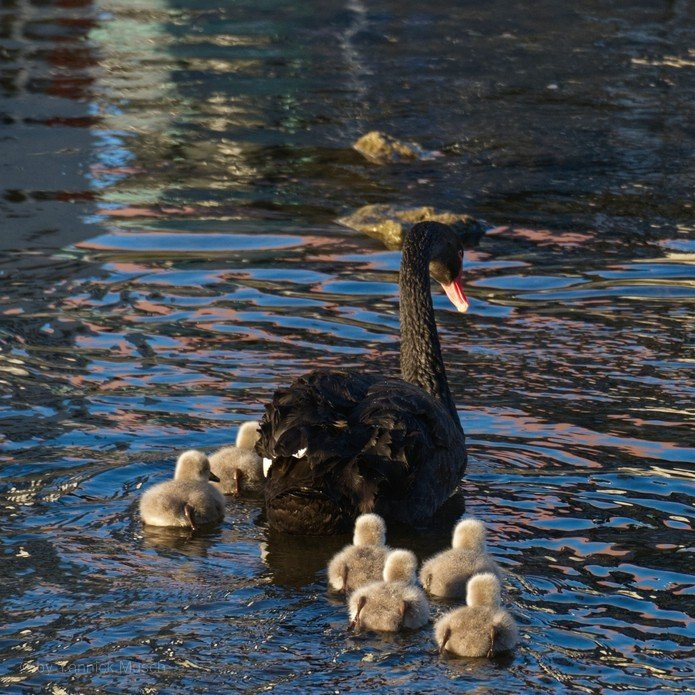 Trauerschwan mit Küken... Trauerschwan mit Küken...