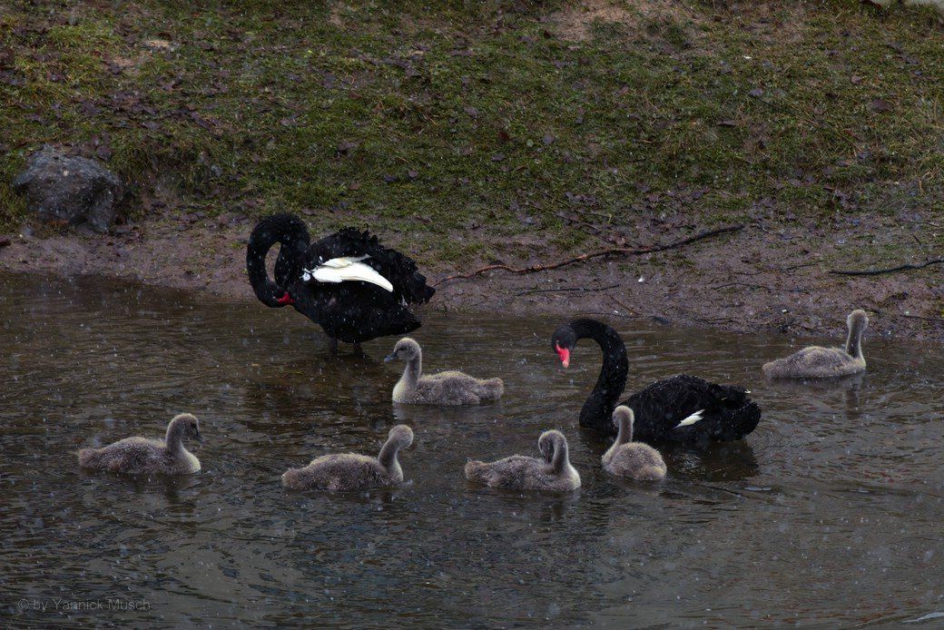 Familie Trauerschwan Anfang Januar 2021 Familie Trauerschwan Anfang Januar 2021