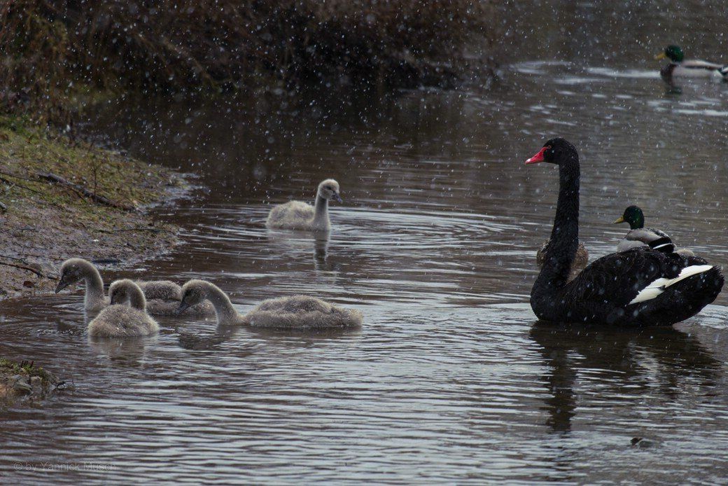 Schwanenküken, Anfang Januar 2021 Schwanenküken, Anfang Januar 2021