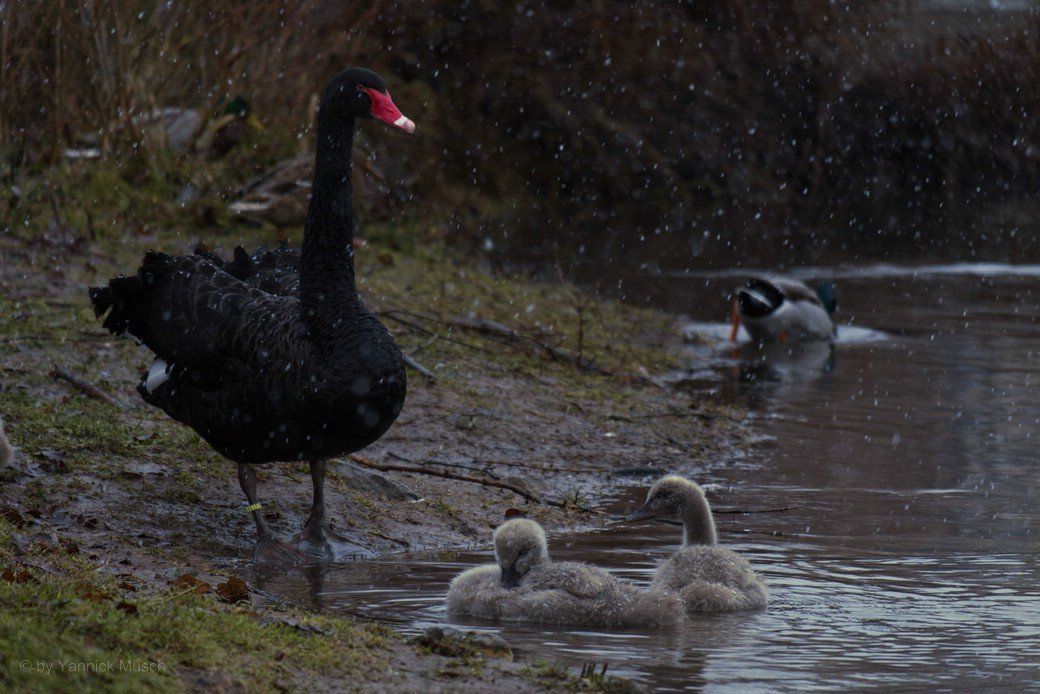 Schwanenküken, Ende Dezember 2020 Schwanenküken, Ende Dezember 2020
