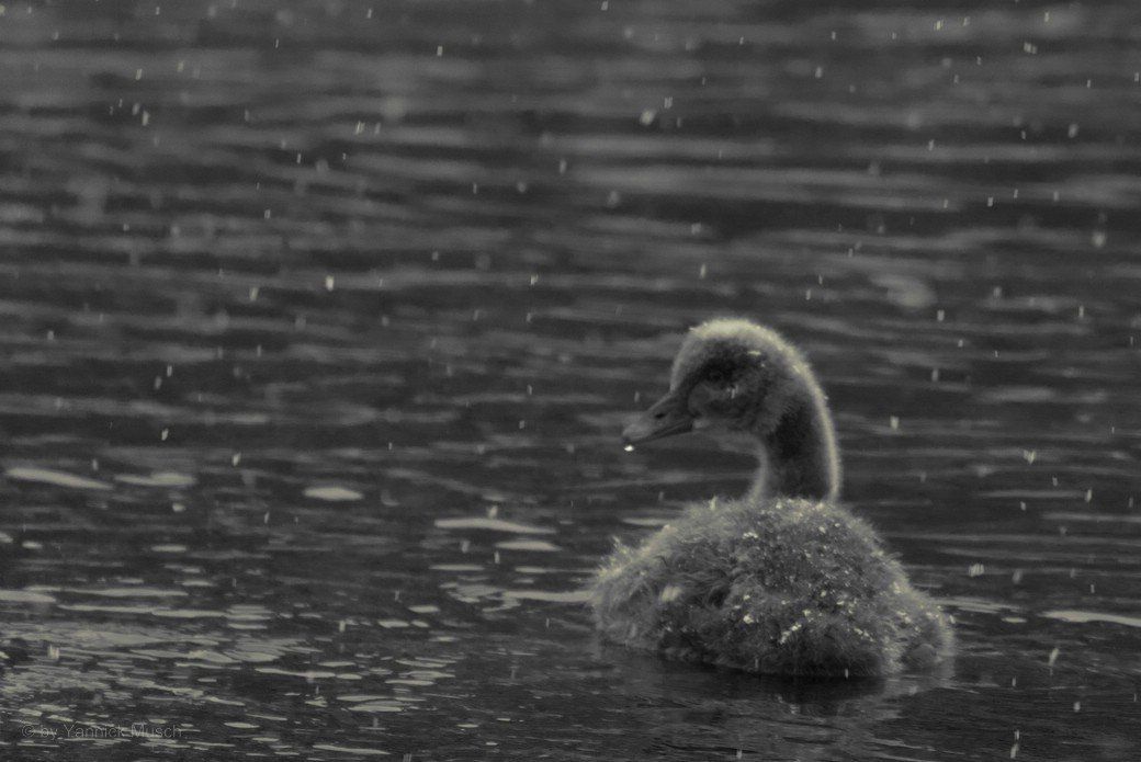 Schwanenküken, Ende Dezember 2020 Schwanenküken, Ende Dezember 2020