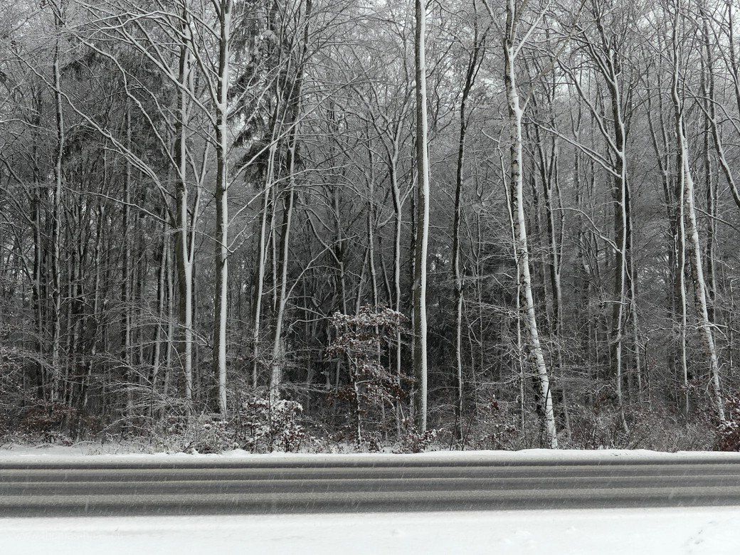 Landschaftsgrafik, Winterwald, 2020