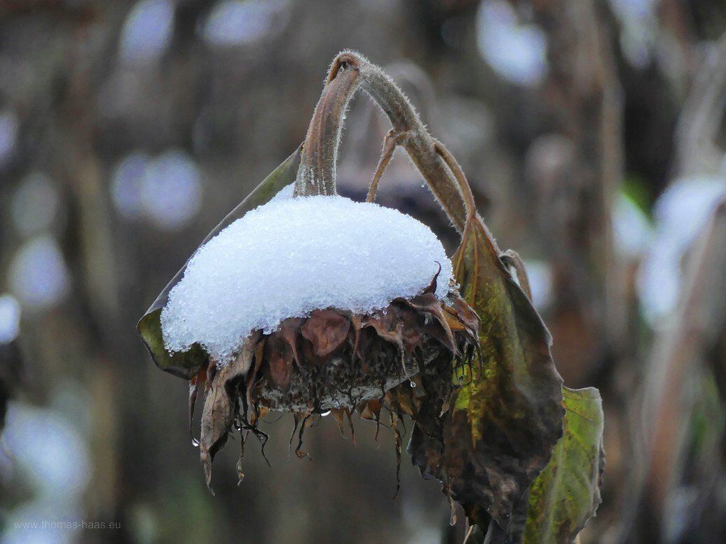 Sonnenblumen, Gründüngung, 2020 Sonnenblumen, Gründüngung, 2020