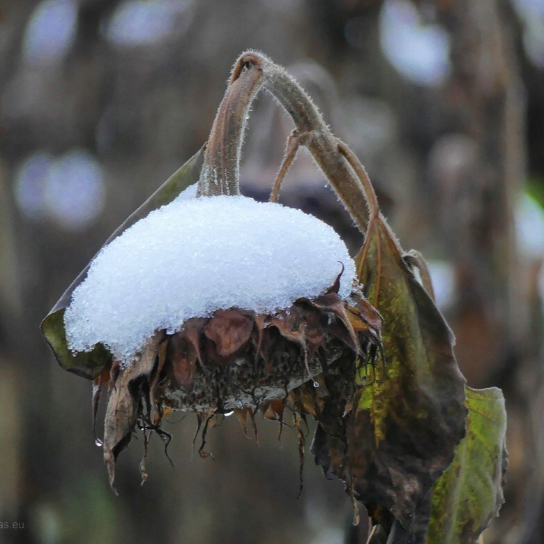 Sonnenblumen - Gründüngung Sonnenblumen - Gründüngung