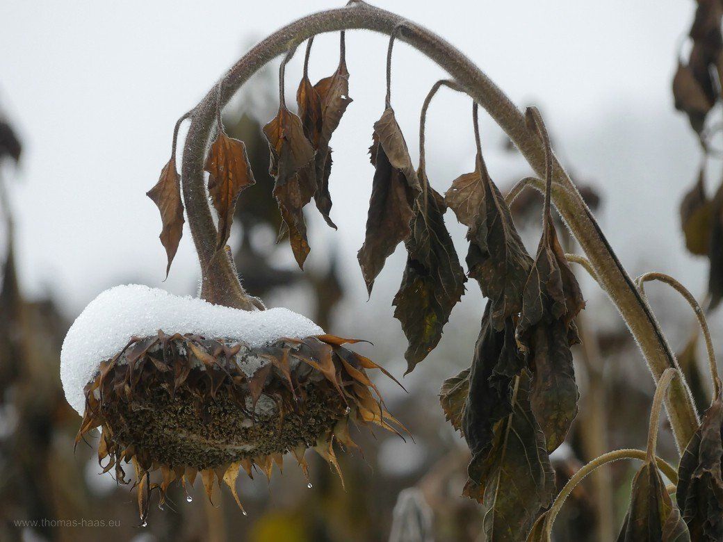 Sonnenblumen, Gründüngung, 2020 Sonnenblumen, Gründüngung, 2020