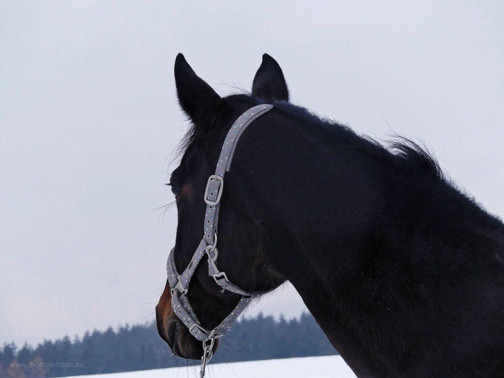 Pferdeträume... Pferd in Schneelandschaft, 2020 Pferdeträume... Pferd in Schneelandschaft, 2020