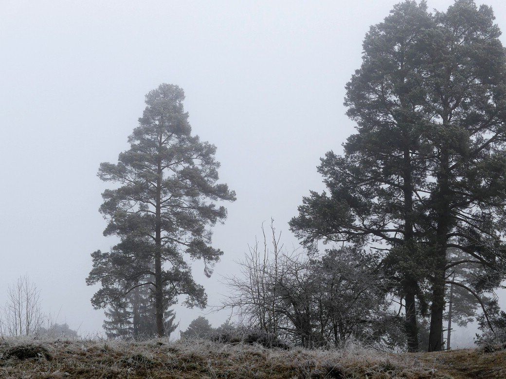 Frost und Nebel im Wental, Dezember 2020