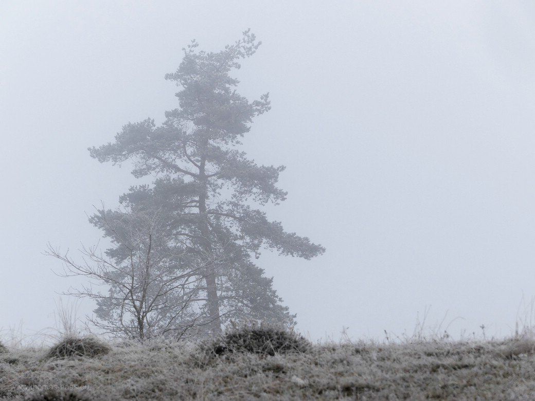 Frost und Nebel im Wental, Dezember 2020 Frost und Nebel im Wental, Dezember 2020
