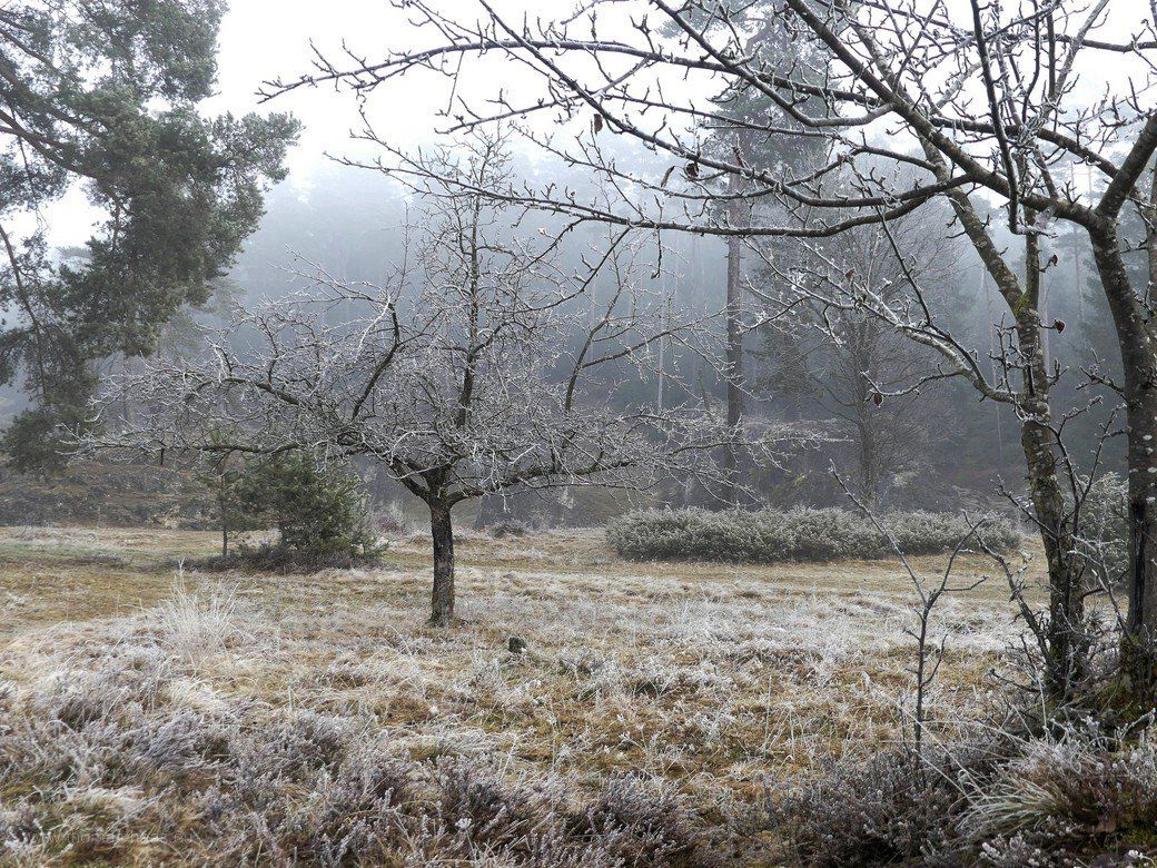 Frost und Nebel im Wental, Dezember 2020 Frost und Nebel im Wental, Dezember 2020