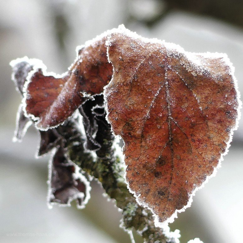 Letzte Blätter am Baum... Letzte Blätter am Baum...