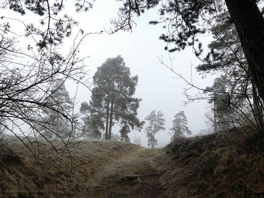 Bodenfrost und Nebel, Wental, 2020