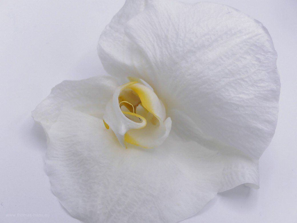 Orchideenblüte... Orchideenblüte...