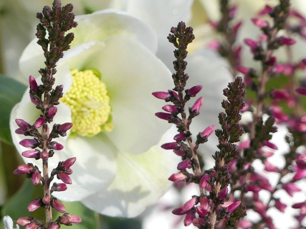 Christrosen und Winterheide, Topfpflanzen, 2020 Christrosen und Winterheide, Topfpflanzen, 2020