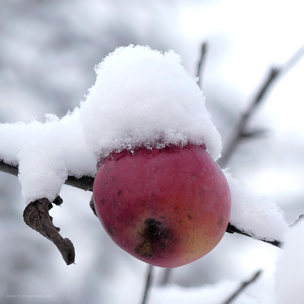 Winterapfel in Bellenberg, Januar 2021 Winterapfel in Bellenberg, Januar 2021